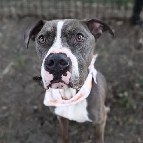 Photo of Odie, adoptable American Staffordshire Terrier in San Antonio, Texas