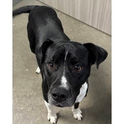 Photo of Domino, adoptable Golden Retriever in San Antonio, Texas