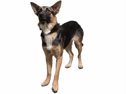 Photo of Jubilee, adoptable German Shepherd Dog in Los Angeles, California