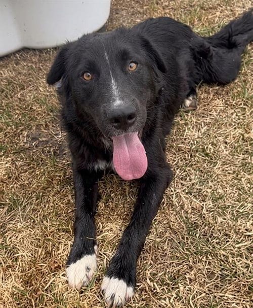 Photo of Eclipse, adoptable German Shepherd Dog in Riverside, California