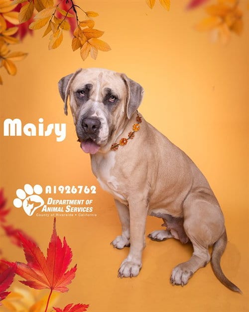 Photo of Maisy, adoptable Mastiff in Riverside, California
