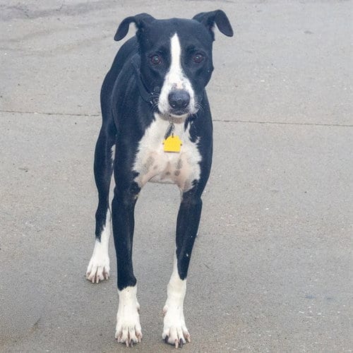 Photo of Wichita, adoptable Labrador Retriever in Maryland, Missouri