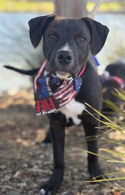Photo of Marmaduke, adoptable Pit Bull Terrier in Fairfield, California