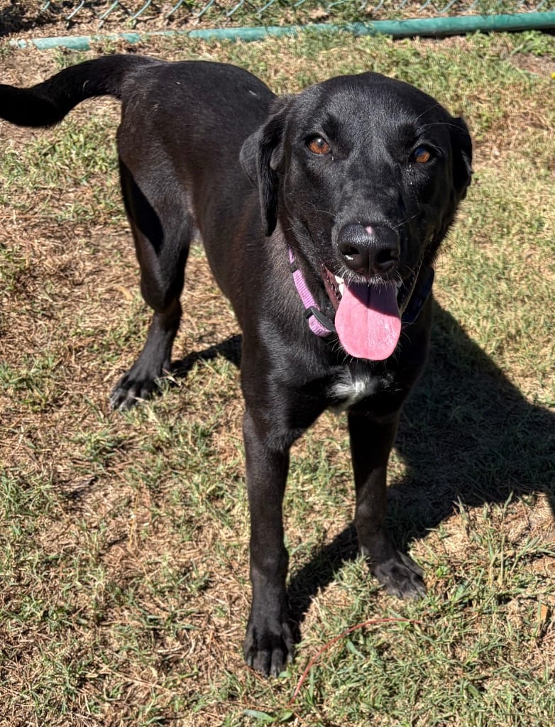 Photo of Katherine, adoptable Labrador Retriever in Little Rock, Arkansas