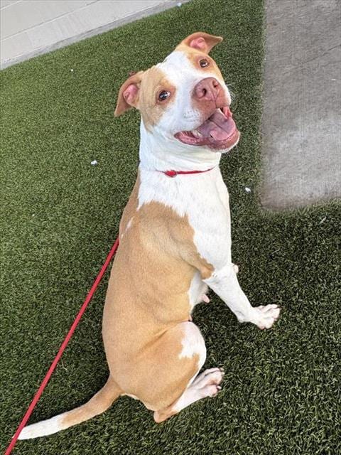 Photo of Honeybun, adoptable Pit Bull Terrier in Baytown, Texas