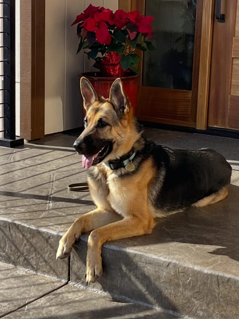 Photo of Josie C., adoptable German Shepherd Dog in Cupertino, California