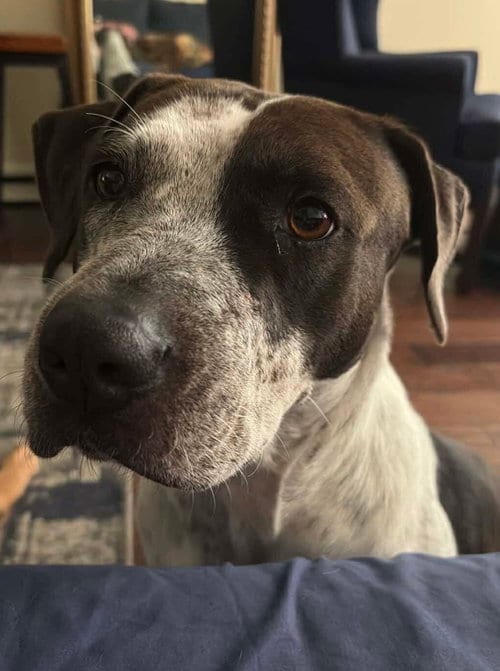 Photo of Willa Mae- Super kid friendly, adoptable German Shorthaired Pointer in Oakhurst, New Jersey
