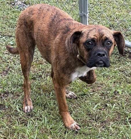 Photo of Daisy, adoptable Boxer in Panama City, Florida