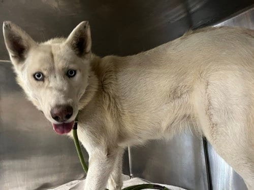 Photo of Cora, adoptable Husky in San Pedro, California
