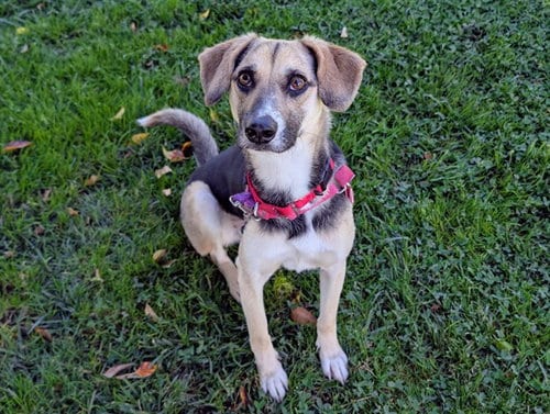 Photo of Bingo, adoptable Harrier in San Clemente, California