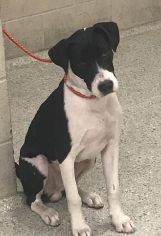 Photo of A433507, adoptable Labrador Retriever in Conroe, Texas