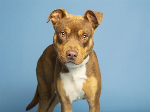 Photo of Stunna, adoptable American Pit Bull Terrier in Phoenix, Arizona