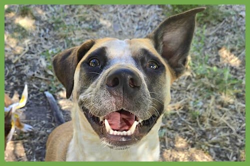 Photo of Goose, adoptable Australian Cattle Dog/Blue Heeler in Amherst, Massachusetts