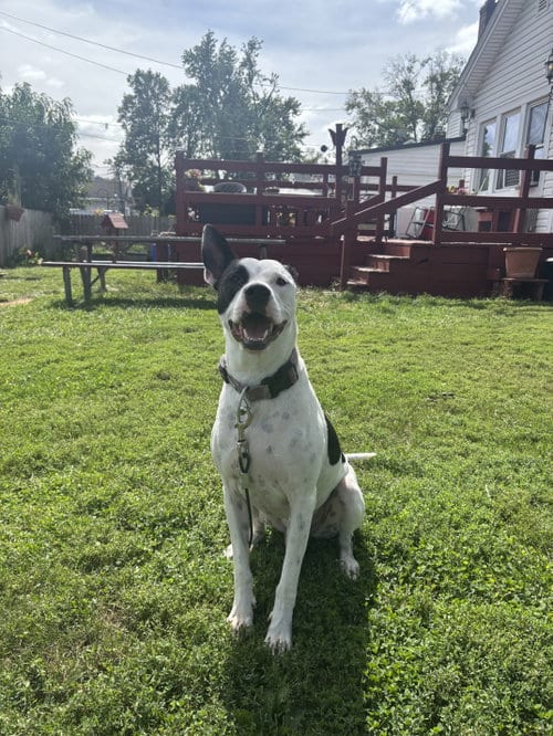 Photo of Radar - Ready for Fun, adoptable American Pit Bull Terrier in Oakhurst, New Jersey