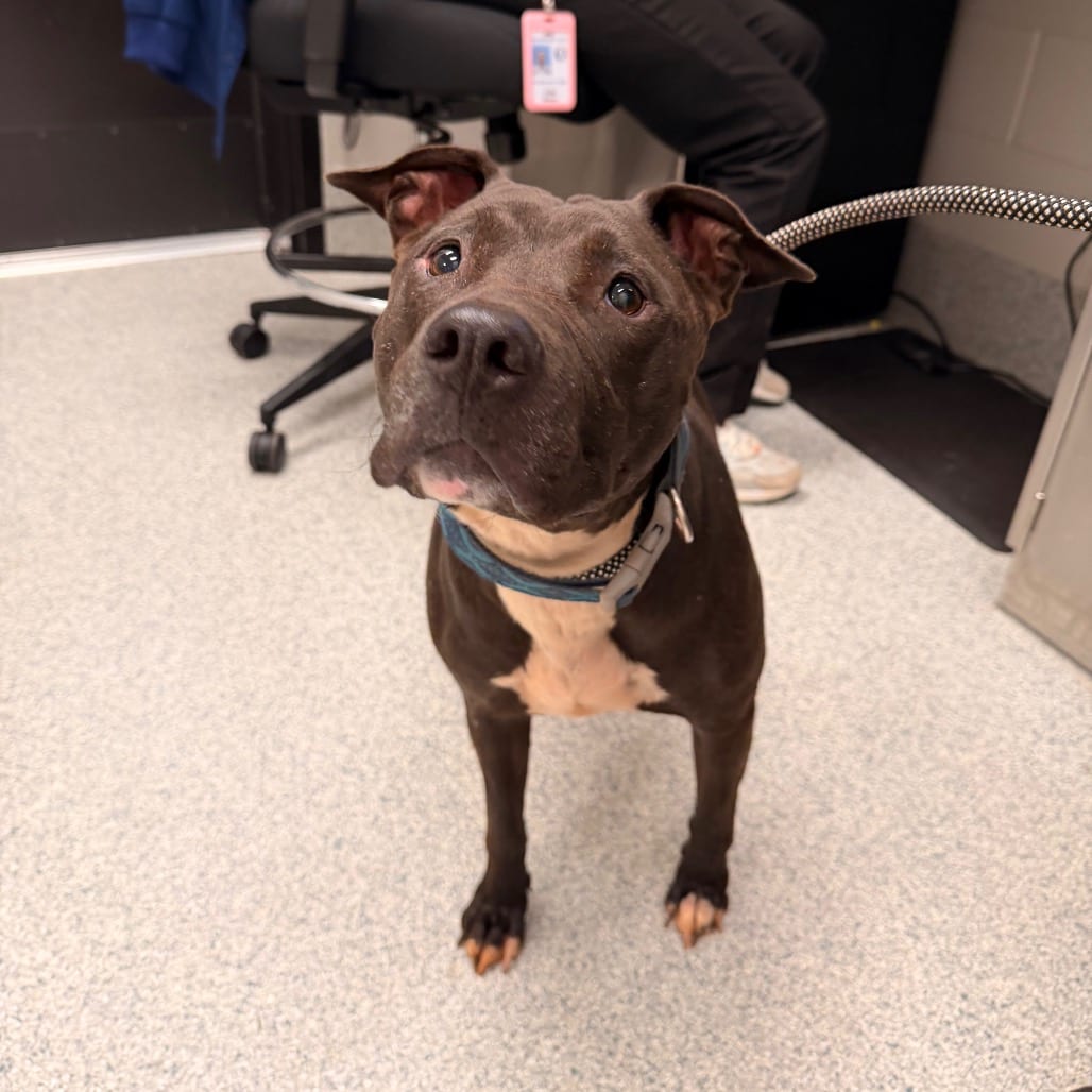 Photo of Sadie / Roxi, adoptable Terrier, Pit Bull in Spartanburg, South Carolina