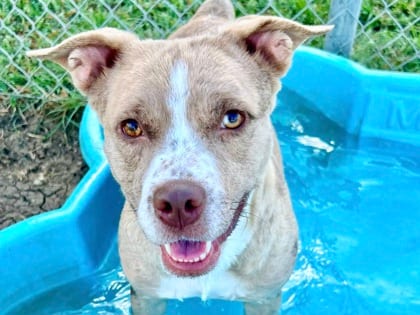 Photo of Riley the III, adoptable dog in Georgetown, Texas