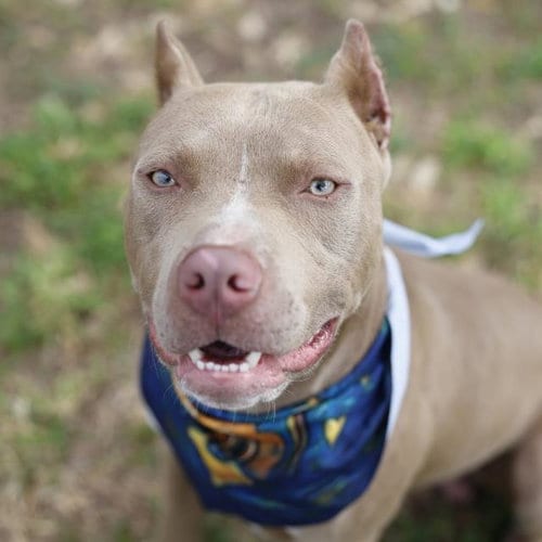 Photo of Kyzer, adoptable American Staffordshire Terrier in San Antonio, Texas