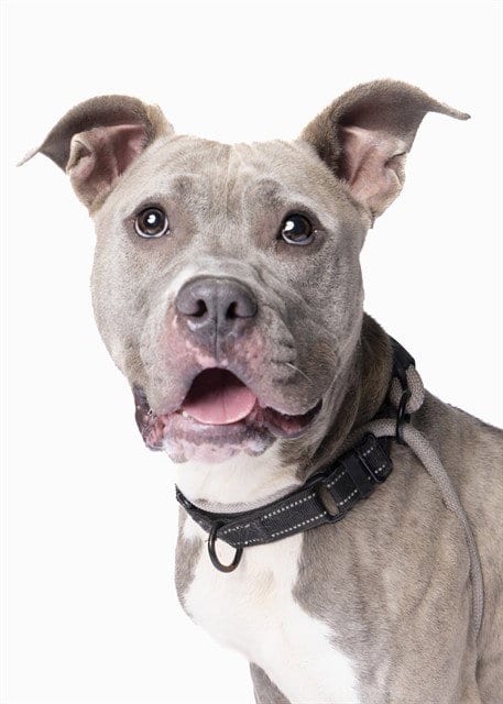 Photo of Lia, adoptable American Pit Bull Terrier in Miami, Florida