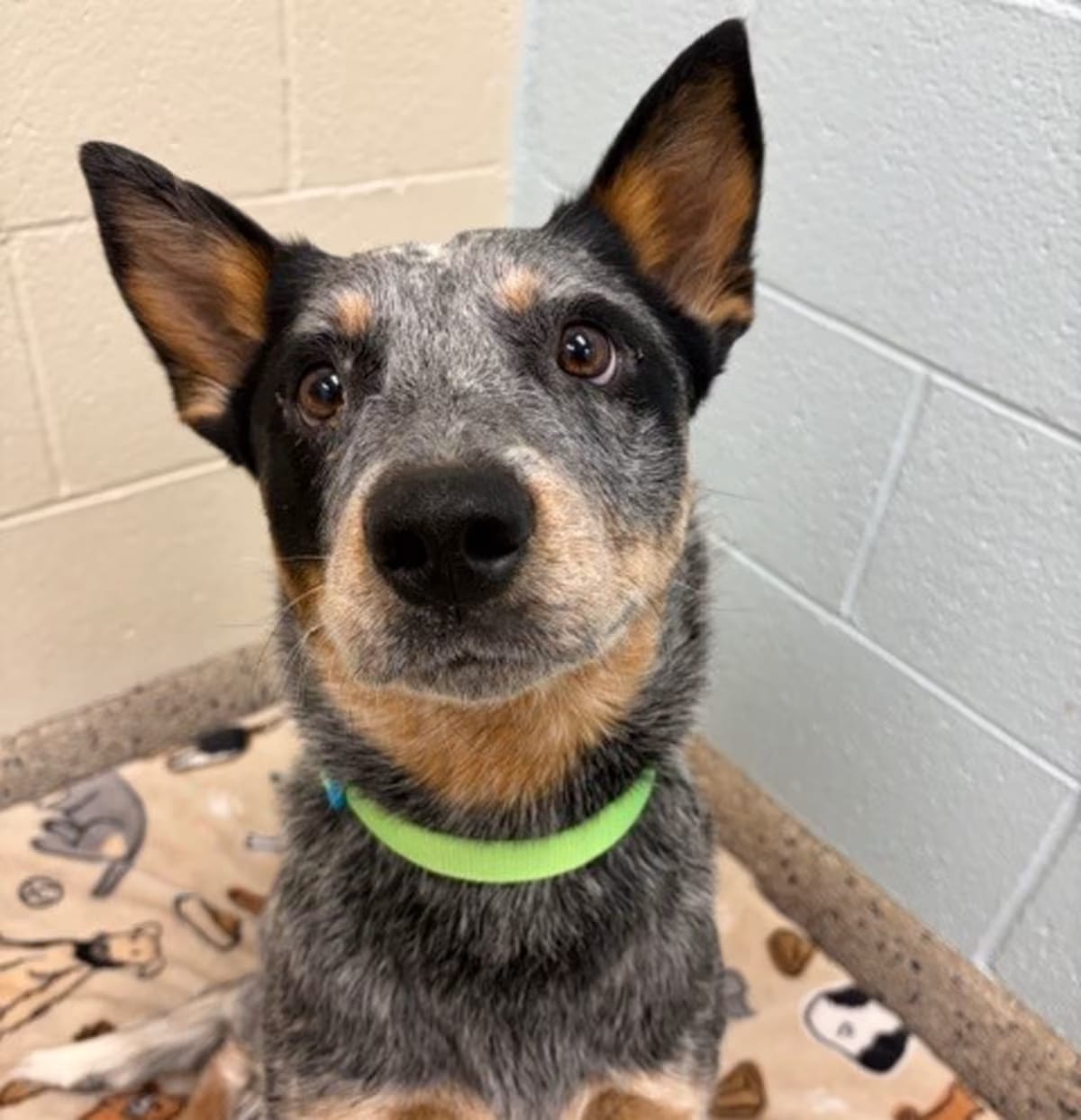 Photo of Dill Pickle, adoptable Australian Cattle Dog in Brighton, Colorado