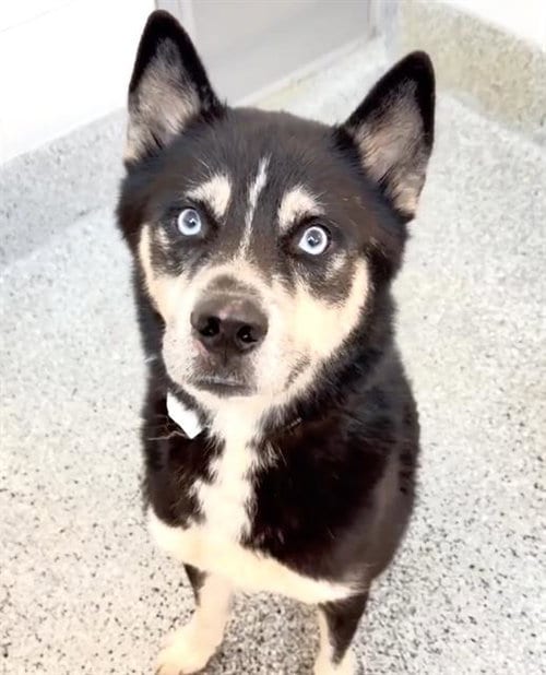Photo of A662053, adoptable Siberian Husky in Houston, Texas