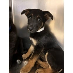 Photo of Cocoa, adoptable Shepherd (Unknown Type) in Jurupa Valley, California