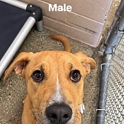 Photo of Ben, adoptable Labrador Retriever Mixed Breed (Medium) in Burnsville, North Carolina