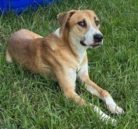 Photo of Milo, adoptable Labrador Retriever in Houston, Texas