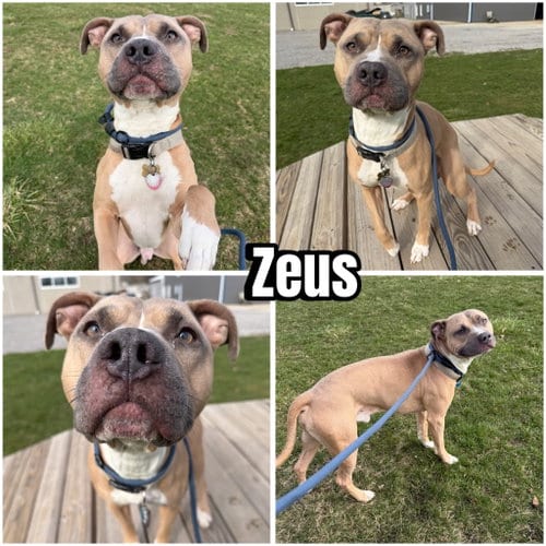 Photo of Zeus, adoptable American Staffordshire Terrier in Pierceton, Indiana