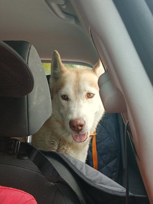 Photo of Mochi, adoptable Husky in Miami, Florida