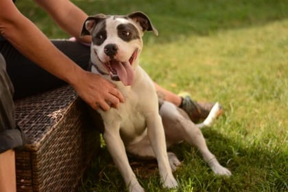 Photo of Ginger- IN FOSTER, adoptable dog in Chamblee, Georgia