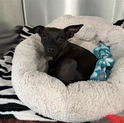 Photo of Duckie- In Foster, adoptable Miniature Pinscher in Redlands, California
