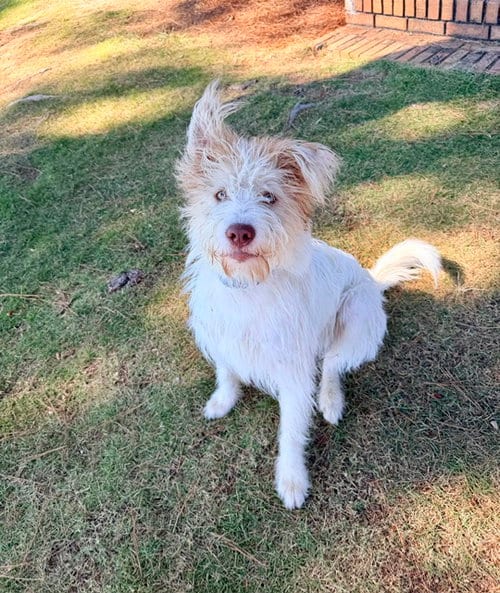 Photo of Ralph, adoptable Wheaten Terrier in Newfoundland, Pennsylvania