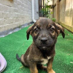 Photo of Henry, adoptable Shepherd (Unknown Type) Mixed Breed (Medium) in Winchester, Virginia