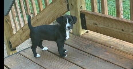Photo of Paloma, adoptable Havanese in Evansville, Indiana