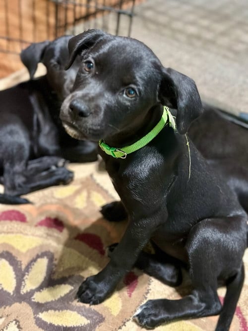 Photo of BP Lightning, adoptable Labrador Retriever in San Diego, California