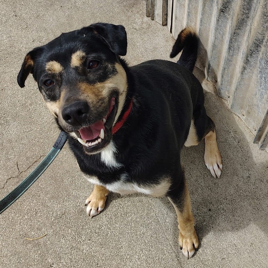 Photo of Everett, adoptable Mixed Breed (Large) in Port Angeles, Washington