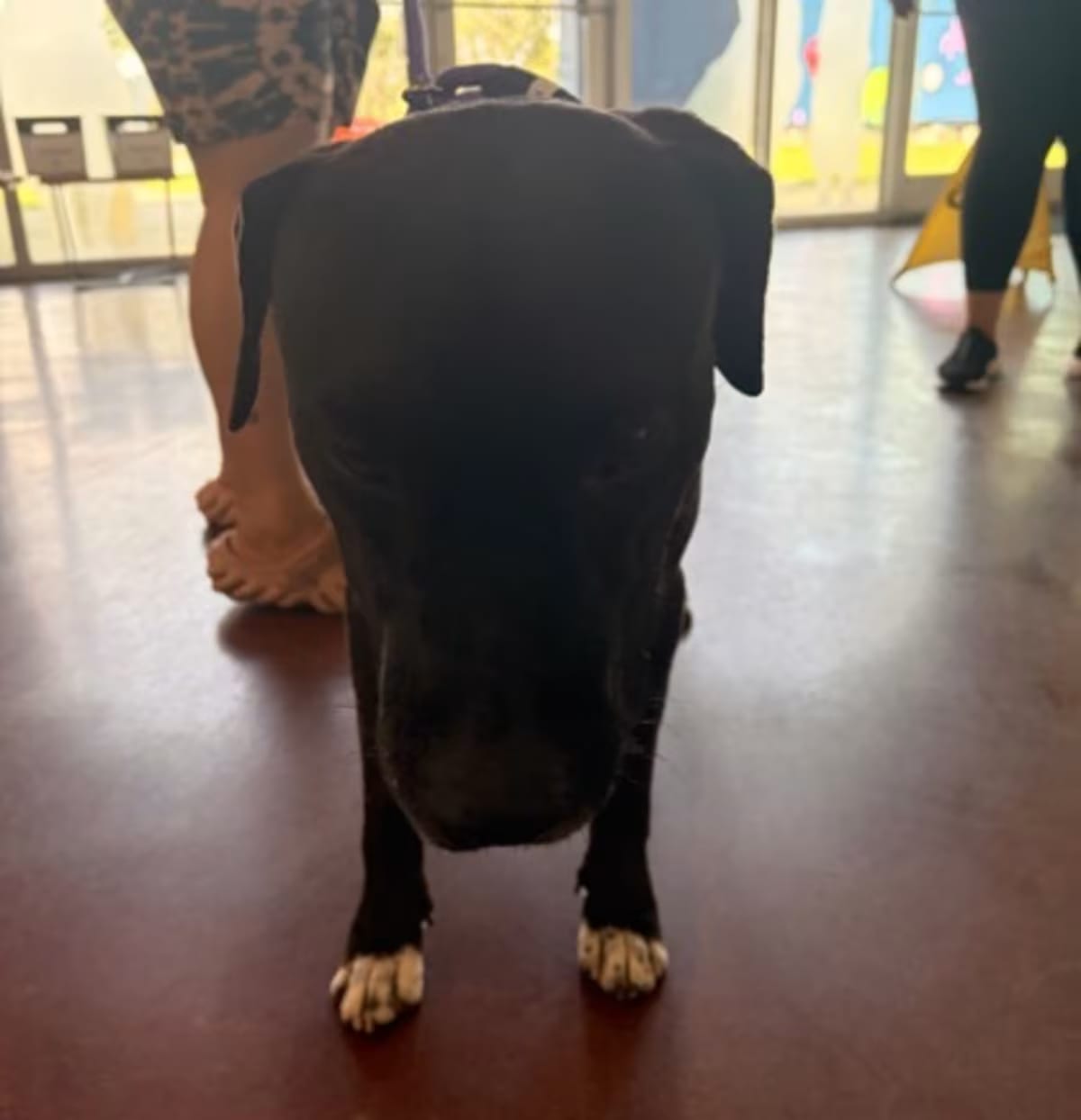 Photo of Toni, adoptable American Staffordshire Terrier in New Orleans, Louisiana