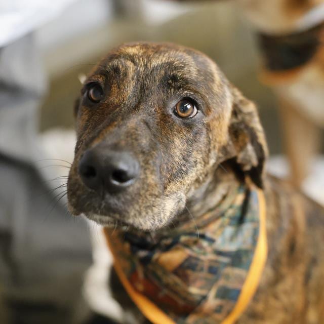 Photo of Reina, adoptable dog in San Antonio, Texas