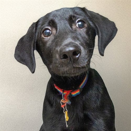 Photo of Teddy, adoptable Labrador Retriever in St Louis, Missouri
