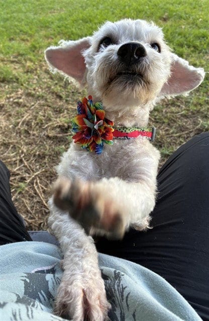 Photo of Kitty, adoptable Maltese in San Bernardino, California