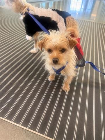 Photo of Startex, adoptable Terrier in San Martin, California
