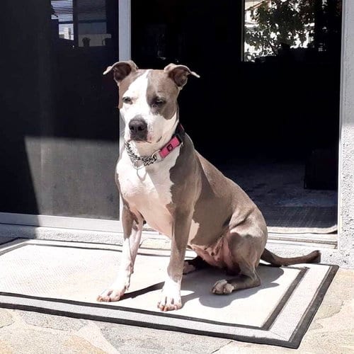 Photo of Peggy, adoptable American Staffordshire Terrier in San Juan Capistrano, California