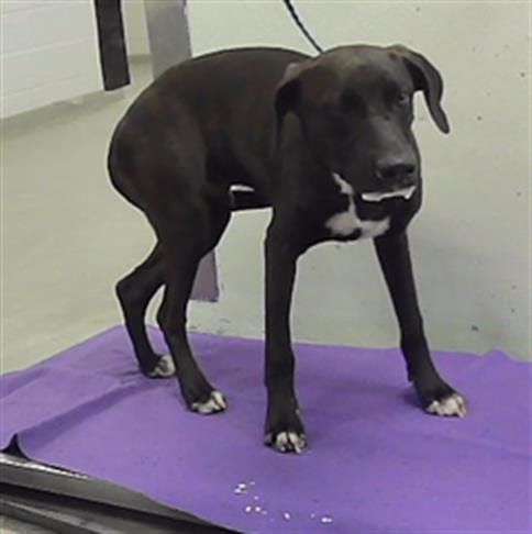 Photo of Brody, adoptable American Staffordshire Terrier in Houston, Texas