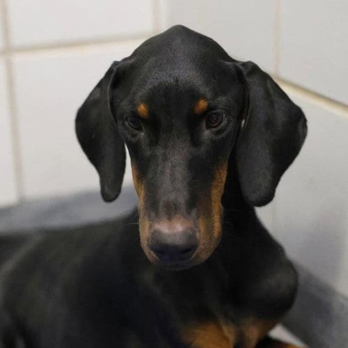 Photo of Thor, adoptable Doberman Pinscher in San Antonio, Texas