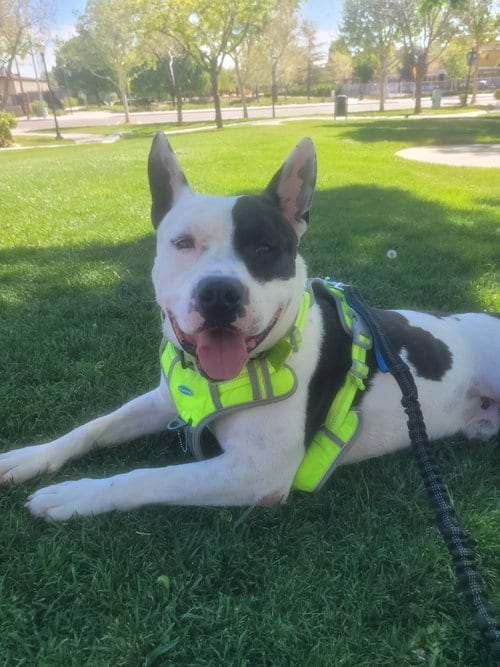 Photo of Mike, adoptable Pit Bull Terrier in ROSEVILLE, California