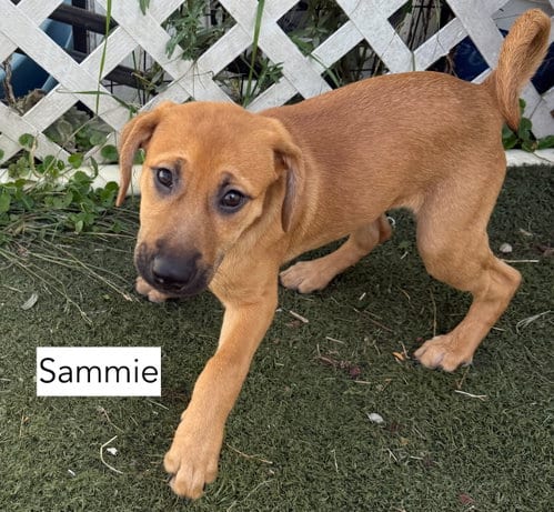 Photo of Sammy, adoptable Hound in Gilberts, Illinois