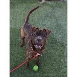 Photo of Chako, adoptable Boxer in Chatsworth, California