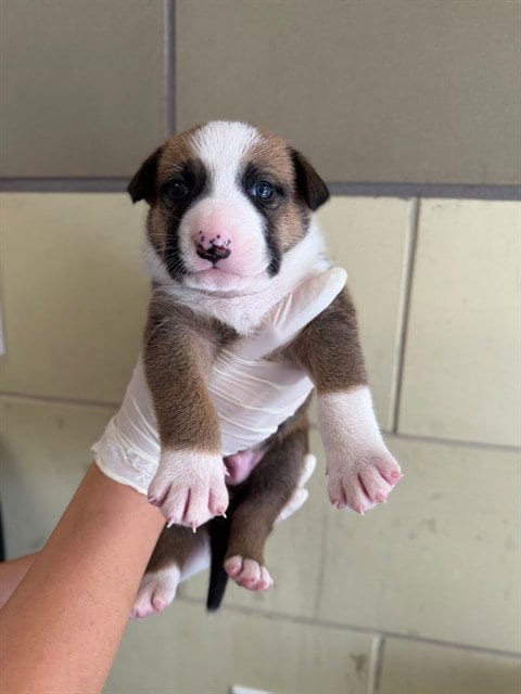 Photo of Hopper, adoptable Pit Bull Terrier in Riverside, California