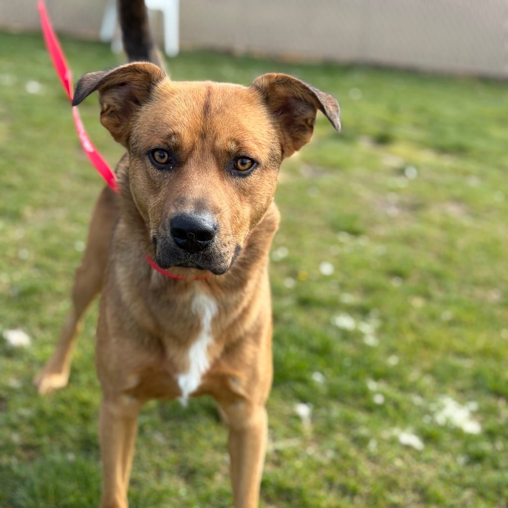 Photo of Mesquite CDAC 26C17112, adoptable Shepherd, German in Hayden, Idaho