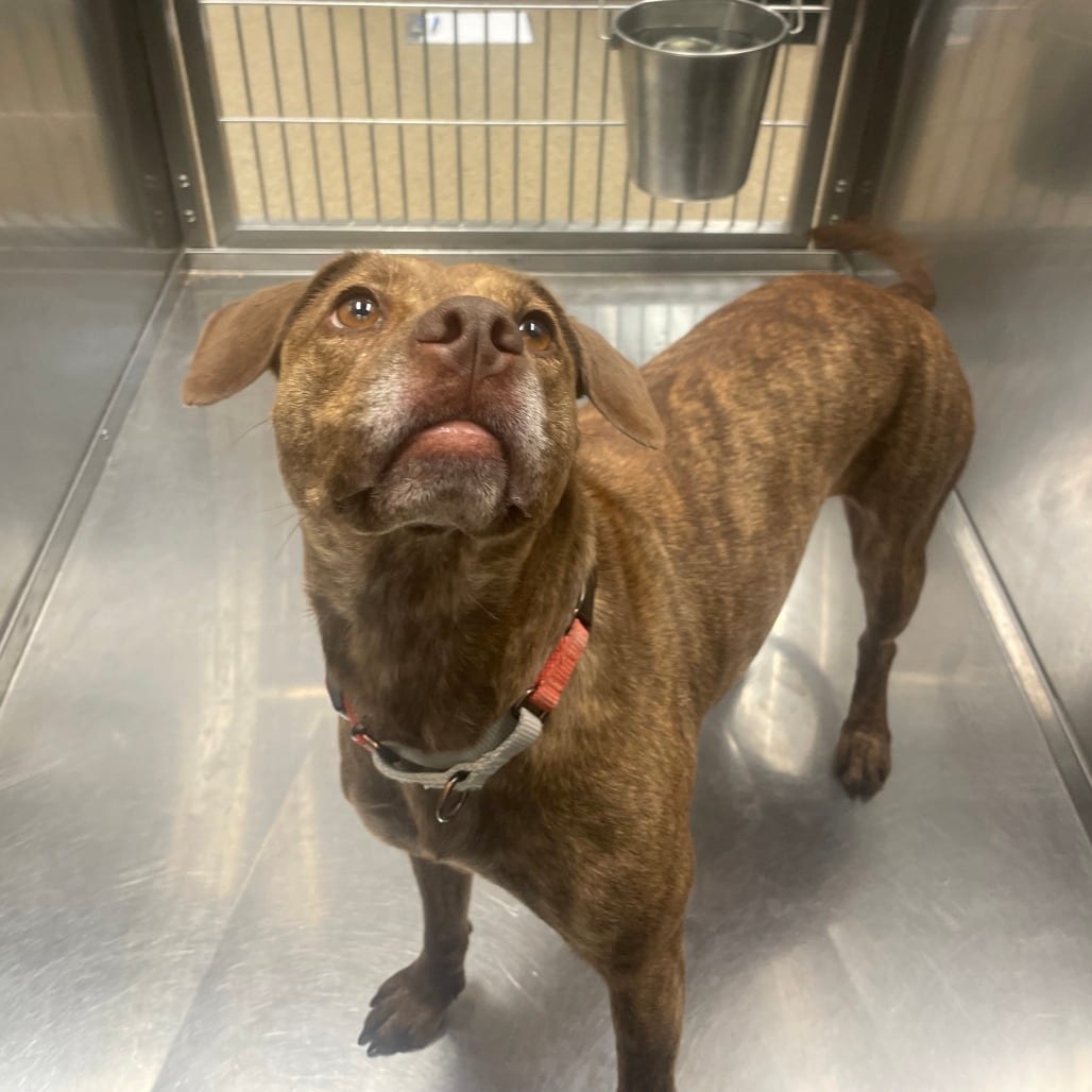 Photo of Melanie, adoptable Mixed Breed (Medium)